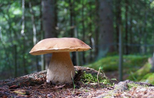 Foire aux champignons